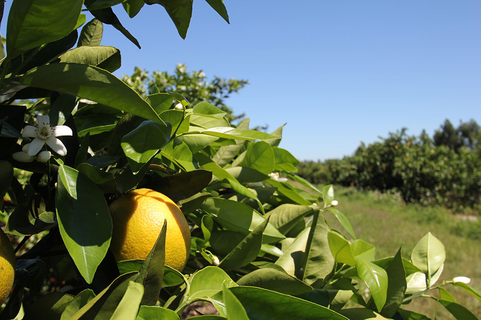 A Look Inside the Groves April 2021 Hale Groves Update Farm Fresh