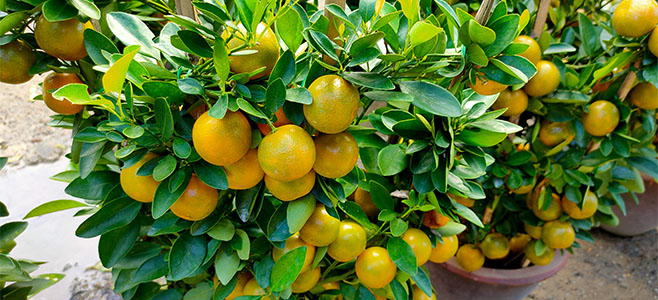 buy lemon tree