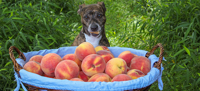 dogs and peaches