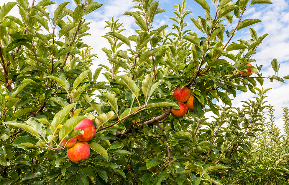 hale peaches in the groves