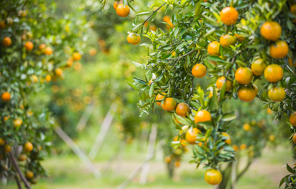 Valencia orange plantation