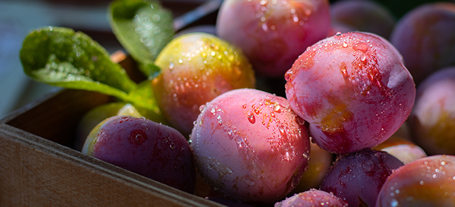 buy fresh plums