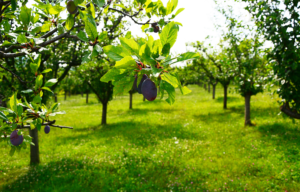 empress plums online