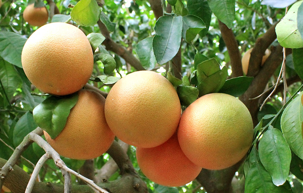 ripening heritage grapefruit