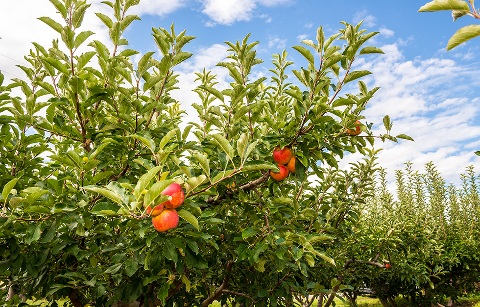 apple grove