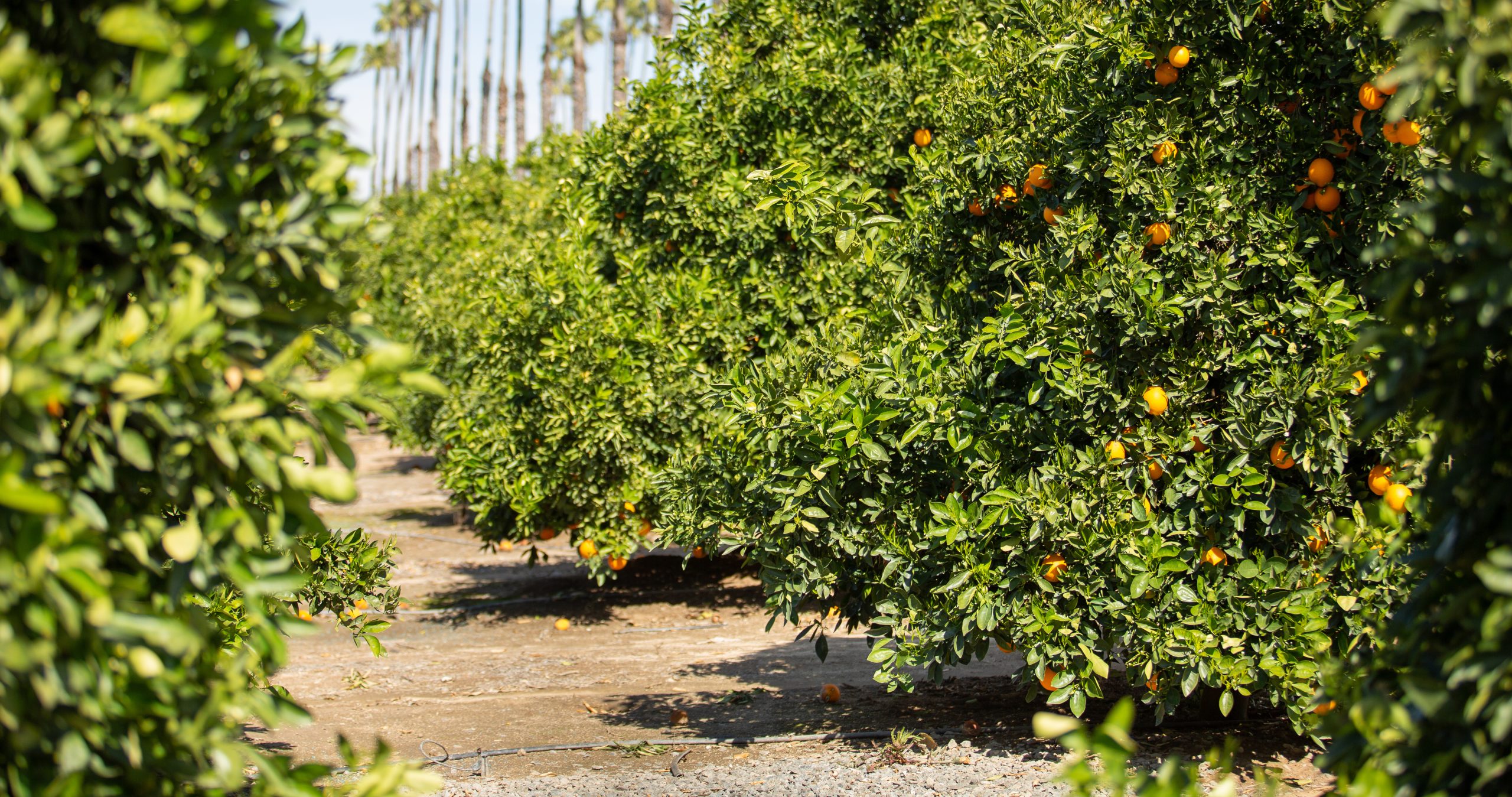 Valencia Orange Grove