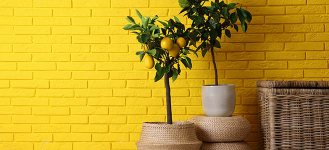 Growing Citrus Trees indoors