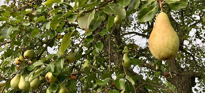 Buy Pears Online 2023