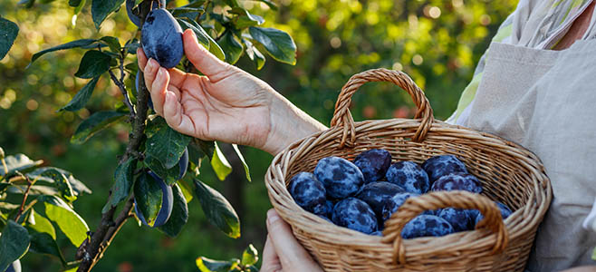 Plum season is here!