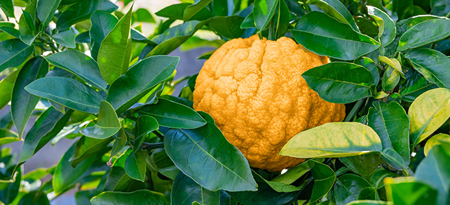 gold nugget tangerine