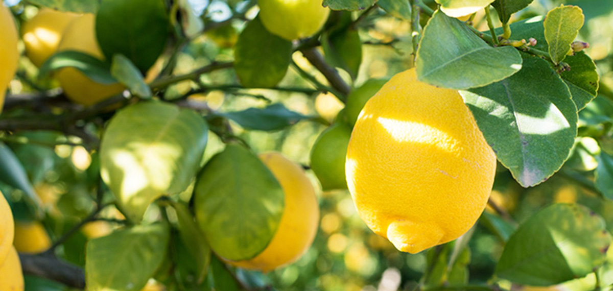 Gift a citrus tree blog by hale groves