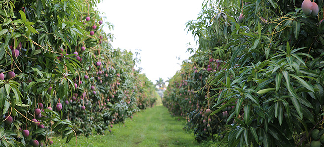 hale groves mango groves