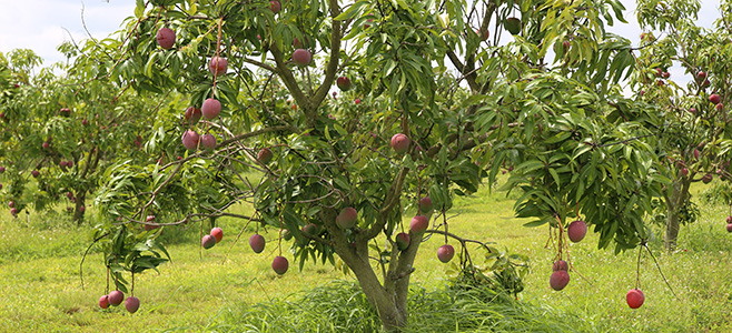 hale groves mango groves 2024