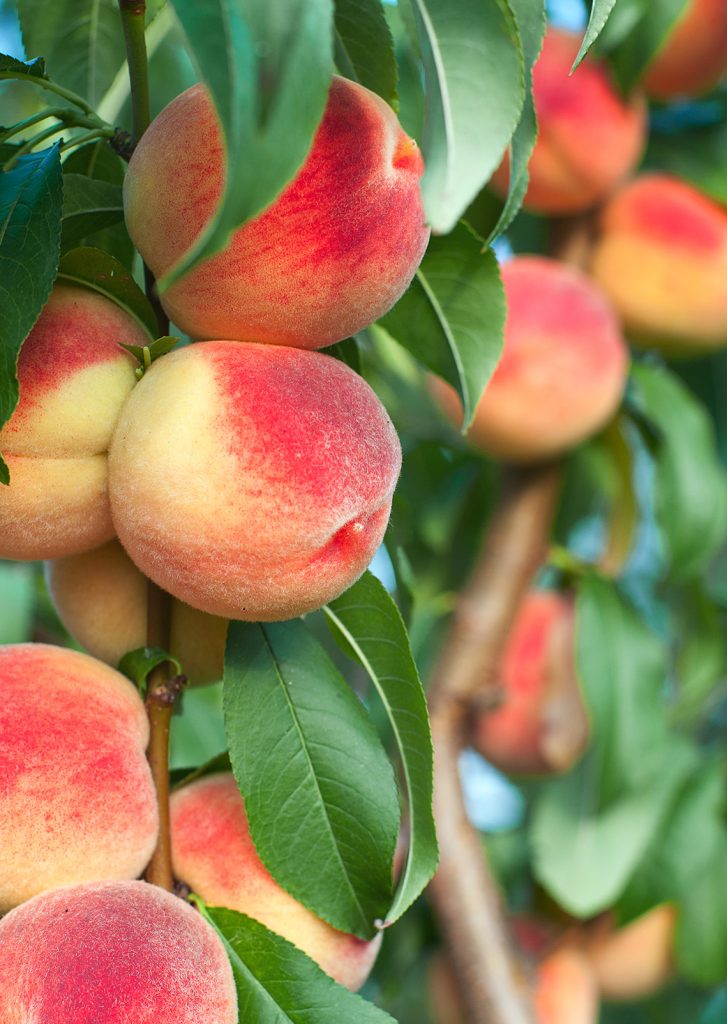 buy sweet georgia peaches online - grove update - fresh from the groves