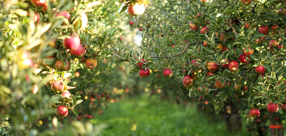 Hale groves apple grove