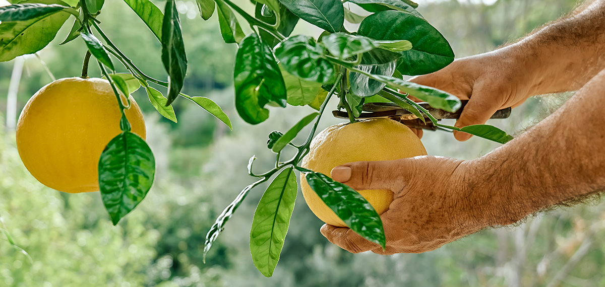 grapefruit month at hale groves