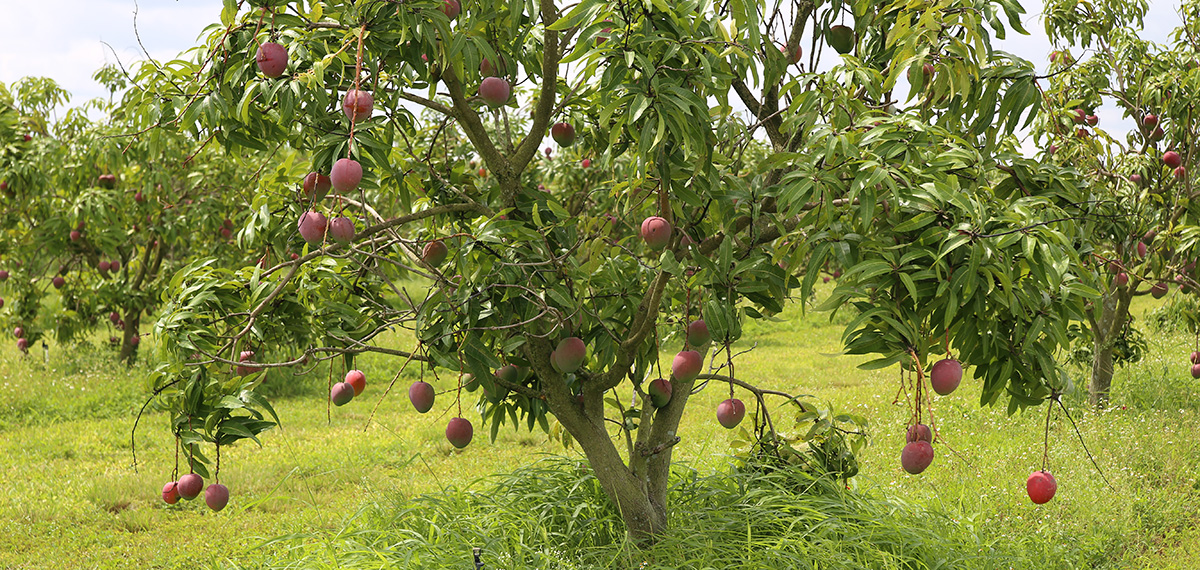 june grove update hale groves