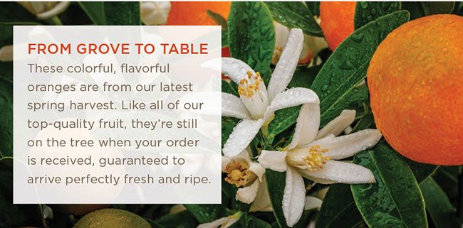 Farm-fresh Cara Cara Oranges