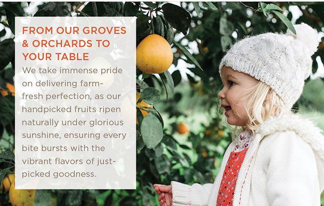 Christmas Gourmet Fruit Gift Baskets 