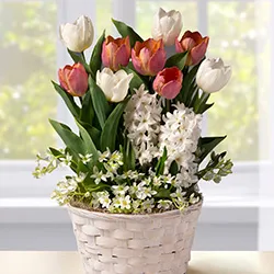 Gifts That Bloom category image