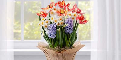 Blooming Flowers and Citrus Trees