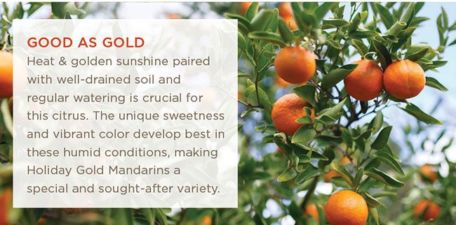 Farm-fresh Holiday Gold Oranges