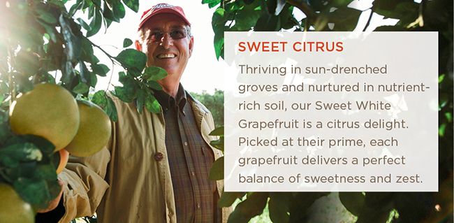 Hale Groves Since 1947 | Sweet White Indian River Grapefruit