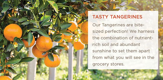 Farm-fresh tangerines