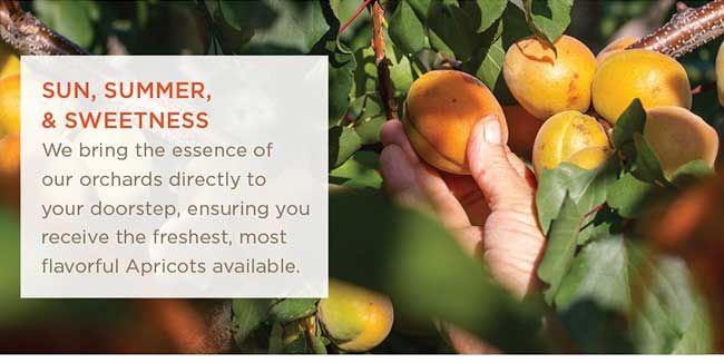 Farm-fresh Apricots