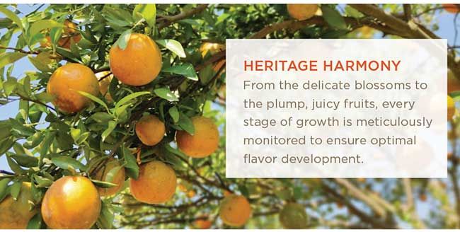 Farm-Fresh Grapefruit