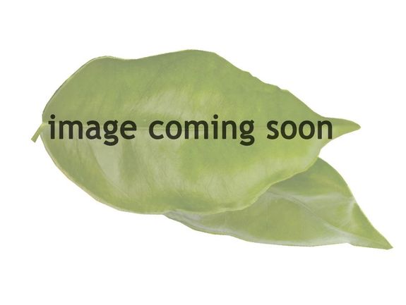 Holiday Golds and Red Grapefruit, 1 Tray