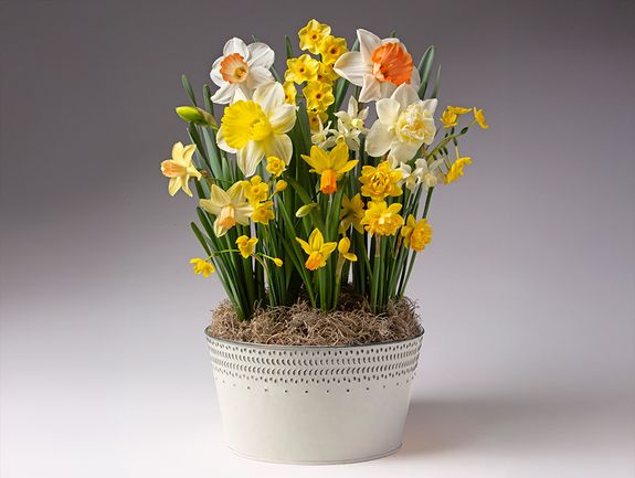 Sunny Dreams Bulb Garden