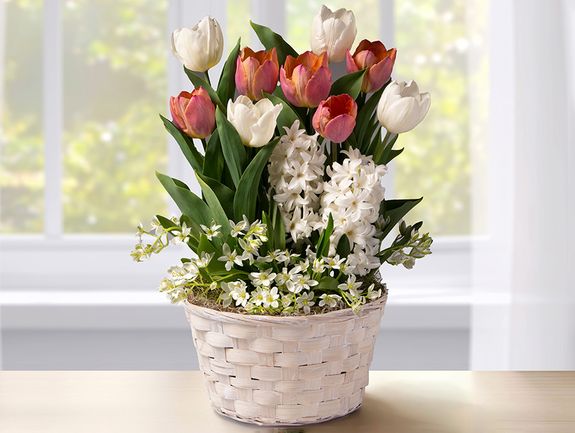 Pink-and-White Tulip Bulb Garden