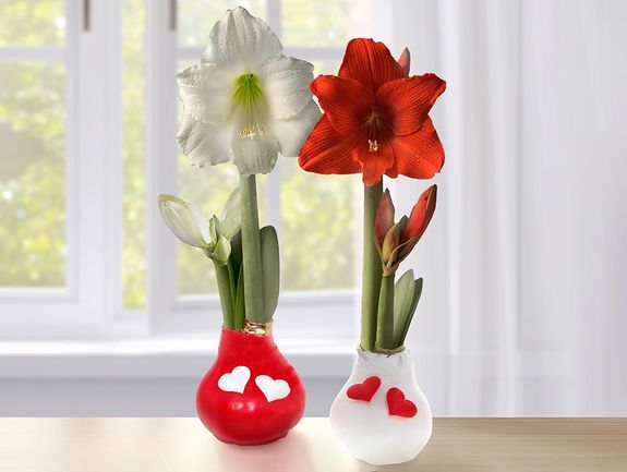 Tender Hearts Wax-Dipped Amaryllis Bulbs