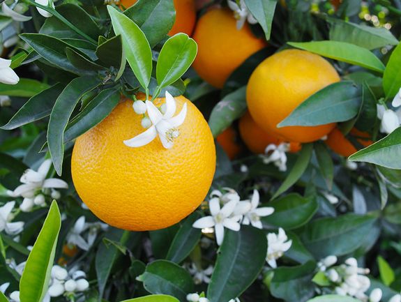 Dwarf Valencia Orange Tree