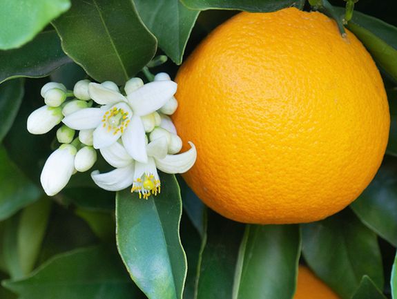 Valencia Orange Tree