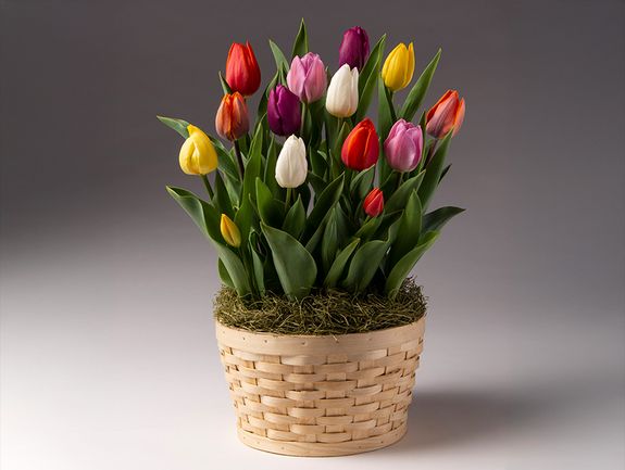 Colorful Tulip Bulb Garden