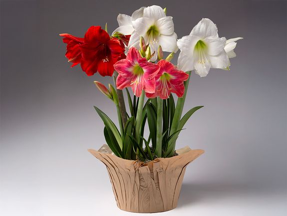 Holiday Amaryllis Trio