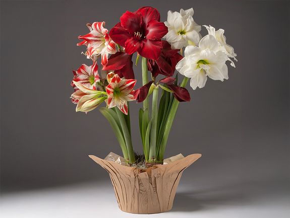 Striped Holiday Amaryllis Trio