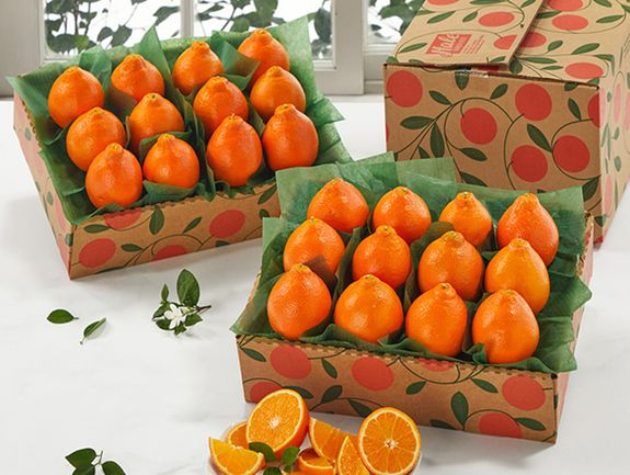 Buy One Get One Free Honeybells - Hale Groves - Send Fruit