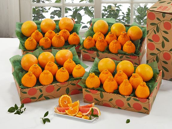 4 Trays - Golden Honeybells and Ruby Red Grapefruit