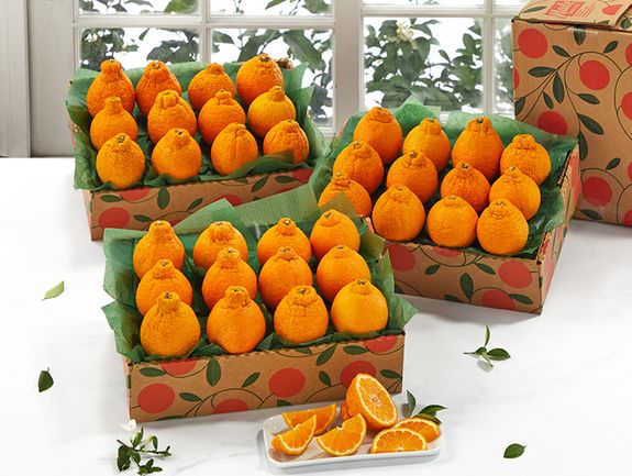 Golden Honeybells - 3 Trays