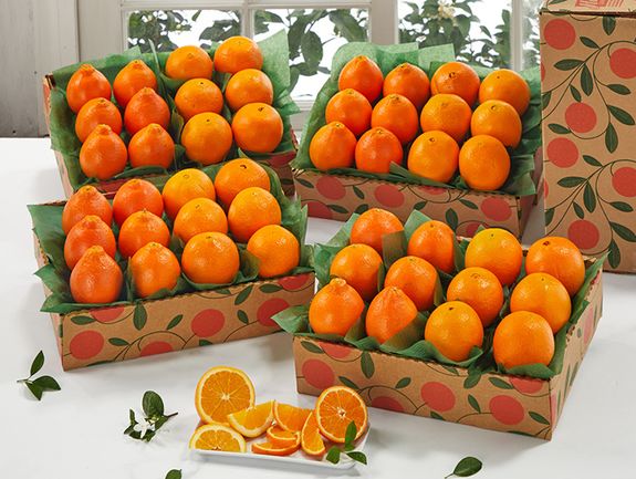 4 tray Navels and Honeybells