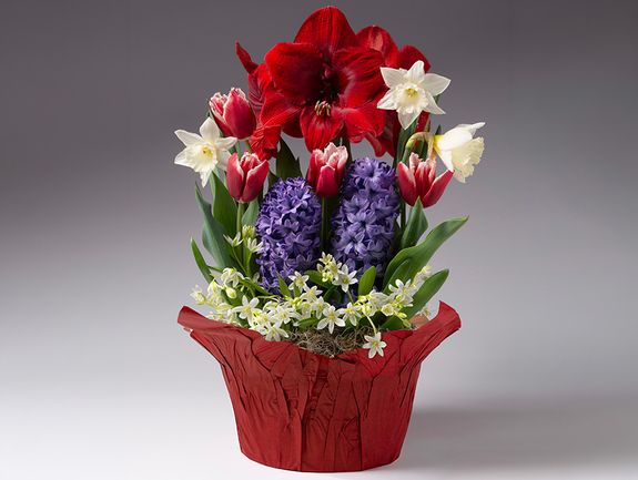 Plan-Ahead 3-Holidays Bulb Garden Assortment