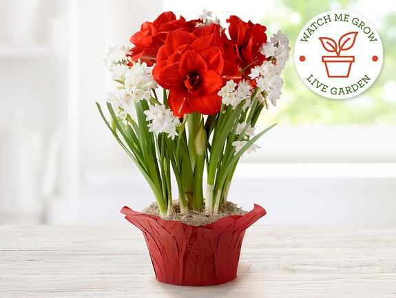Amaryllis Trio with Paperwhites Bulb Garden