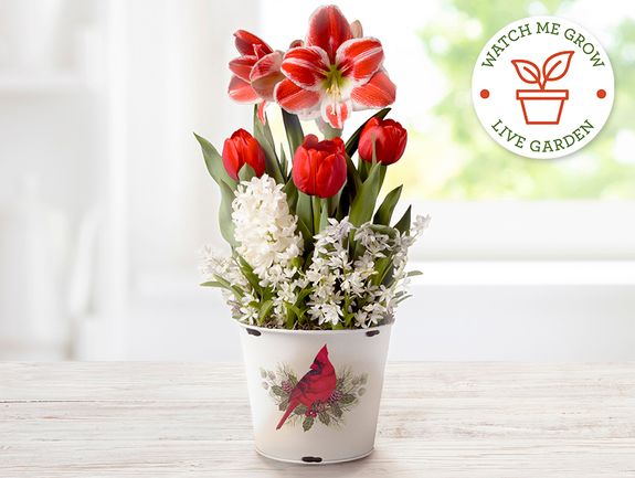 Holiday Cardinal Bulb Garden