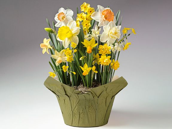 Sunny Dreams Bulb Garden