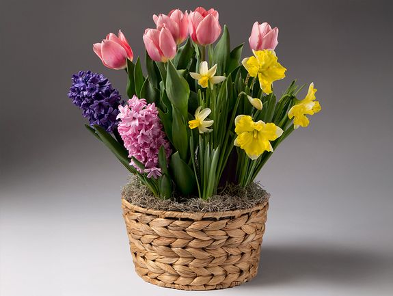 Sunny Skies Bulb Garden Basket