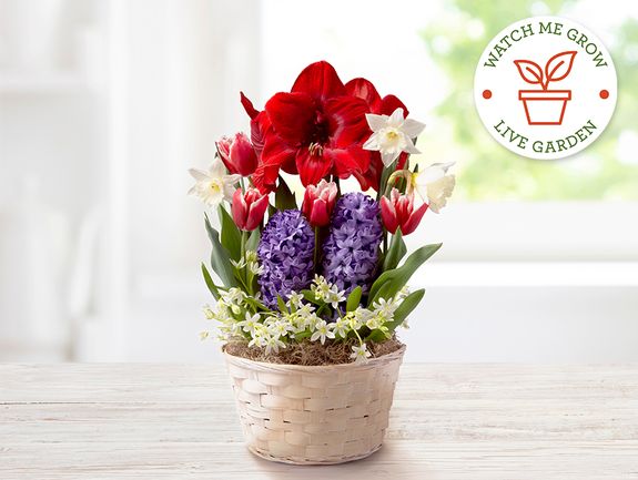 Holiday Jewels Bulb Garden