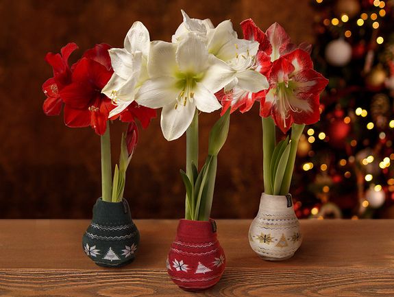 Set of 3 Waxed Amaryllis in Holiday Sweaters